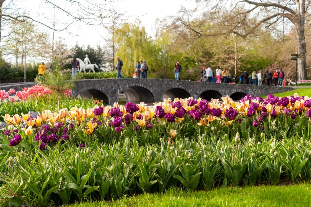 Colorful tulip garden at Keukenhof, a must-see spring destination featured in this Amsterdam travel guide.