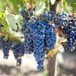 Napa Valley & Sonoma Private Wine Tour 2025: A Luxurious Escape from San Francisco