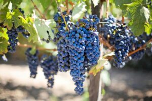 Read more about the article Napa Valley & Sonoma Private Wine Tour 2025: A Luxurious Escape from San Francisco