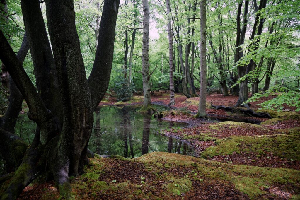 Epping Forest woodland and pond at High Beach – an offbeat thing to do in London for curious travellers seeking eerie trails and forest walks.